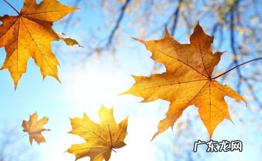 桃子和阿狸的故事短篇漫画 桃子和阿狸的故事短篇作文