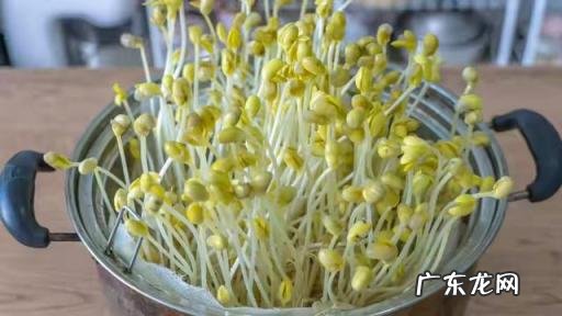自制豆芽的家常做法,黄豆芽怎么做好吃家常做法