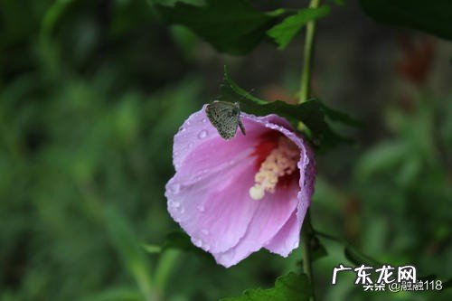 “一花一叶一世界,一草一木一菩提”怎么给解读一下?