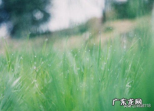 “一花一叶一世界,一草一木一菩提”怎么给解读一下?