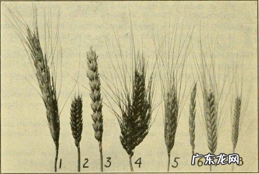 美国的小麦一亩能产多少斤?中国的小麦亩产有多少斤?