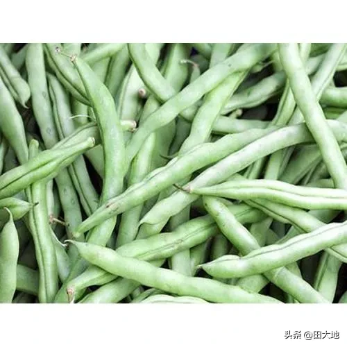 今年过年期间蔬菜价格会大涨吗?