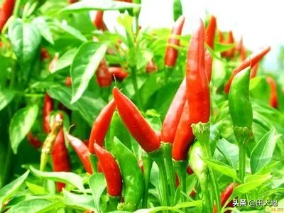 今年过年期间蔬菜价格会大涨吗?