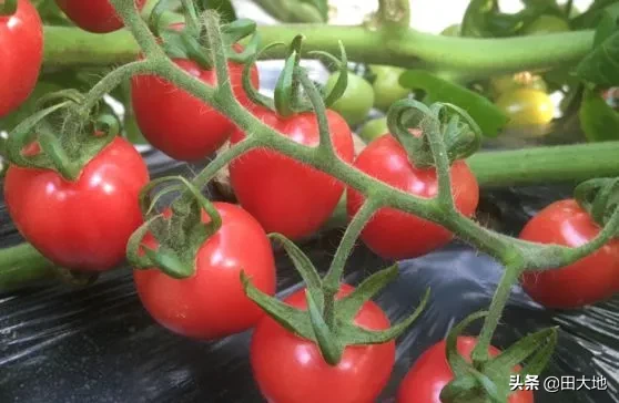 今年过年期间蔬菜价格会大涨吗?