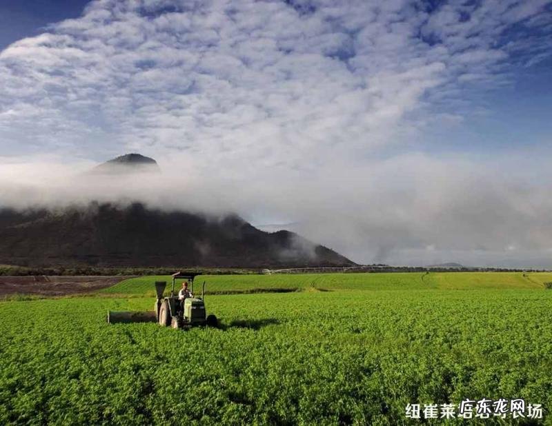 安利天猫官方旗舰店是正品吗 美国进口安利洗发水