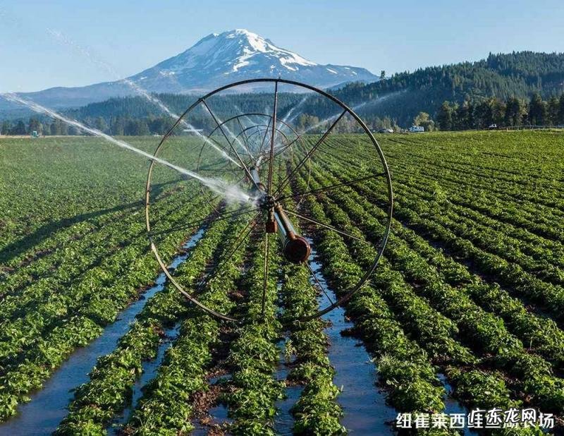 安利天猫官方旗舰店是正品吗 美国进口安利洗发水