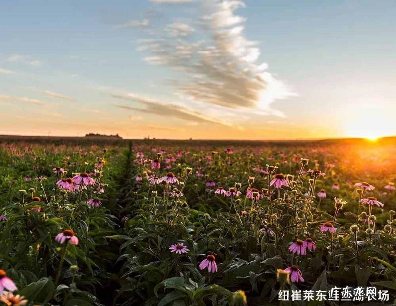 安利天猫官方旗舰店是正品吗 美国进口安利洗发水