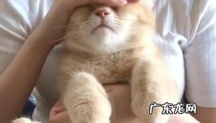 摸猫的时候发出呼噜声的含义 摸猫为什么会发出呼噜呼噜的声音