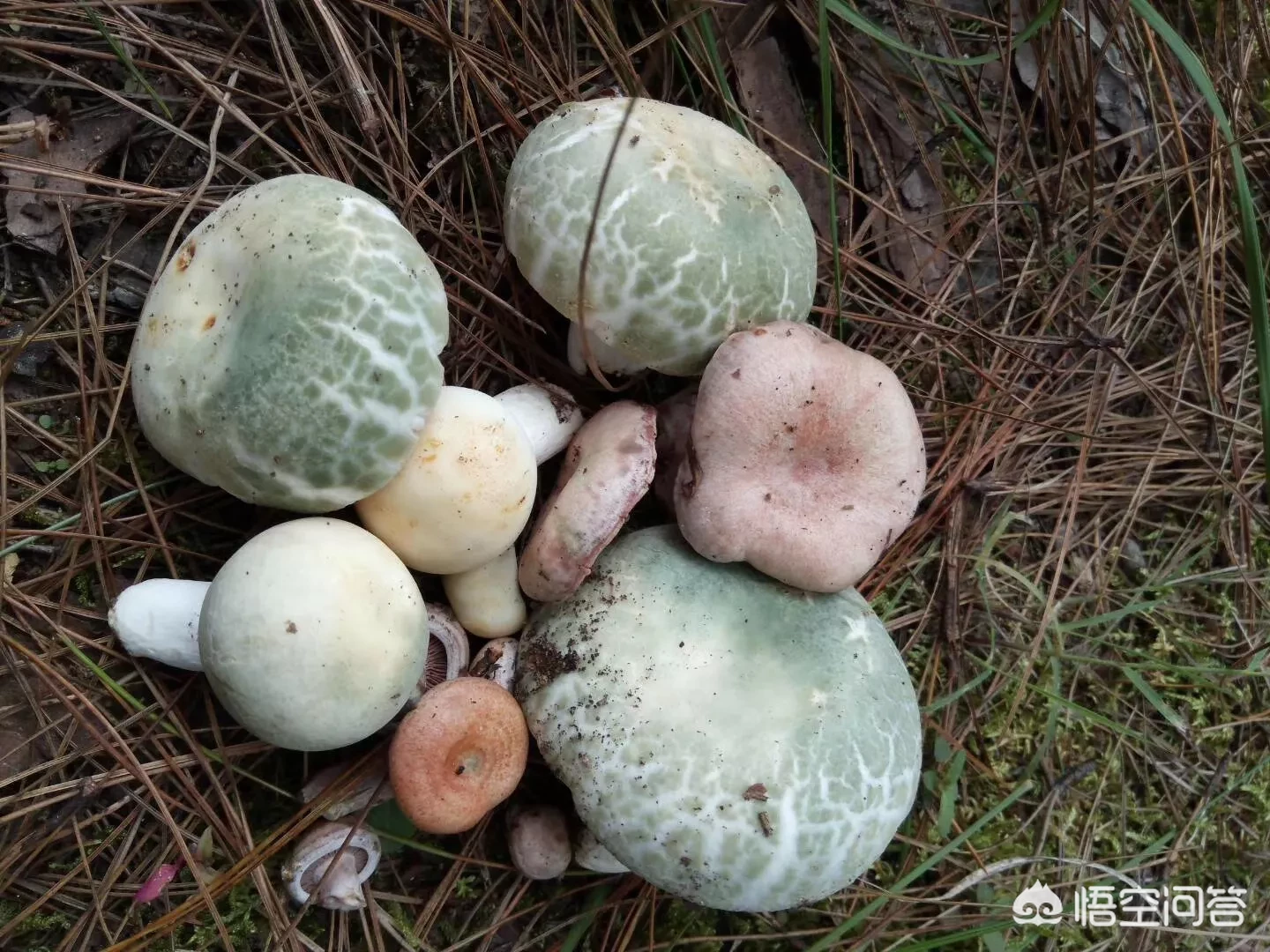 云南哪种野生菌菇最好吃?