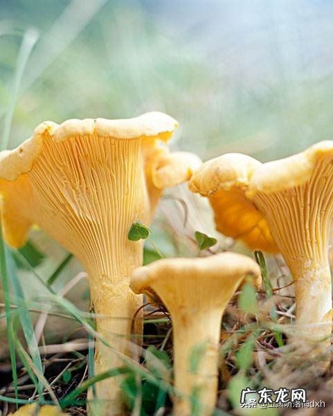 云南哪种野生菌菇最好吃?