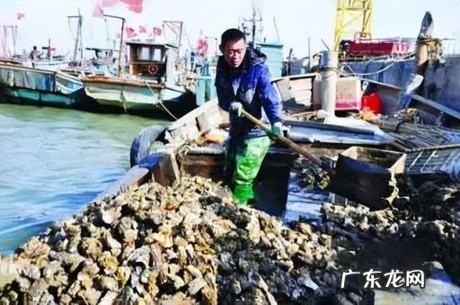 鲜食海参与即食海参，鲜食海参和即食海参哪个重