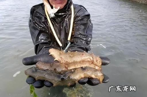 鲜食海参与即食海参，鲜食海参和即食海参哪个重