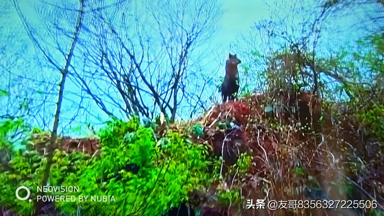 2019元旦你准备怎么庆祝?