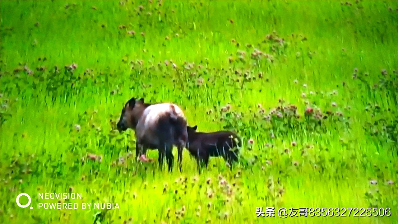 2019元旦你准备怎么庆祝?