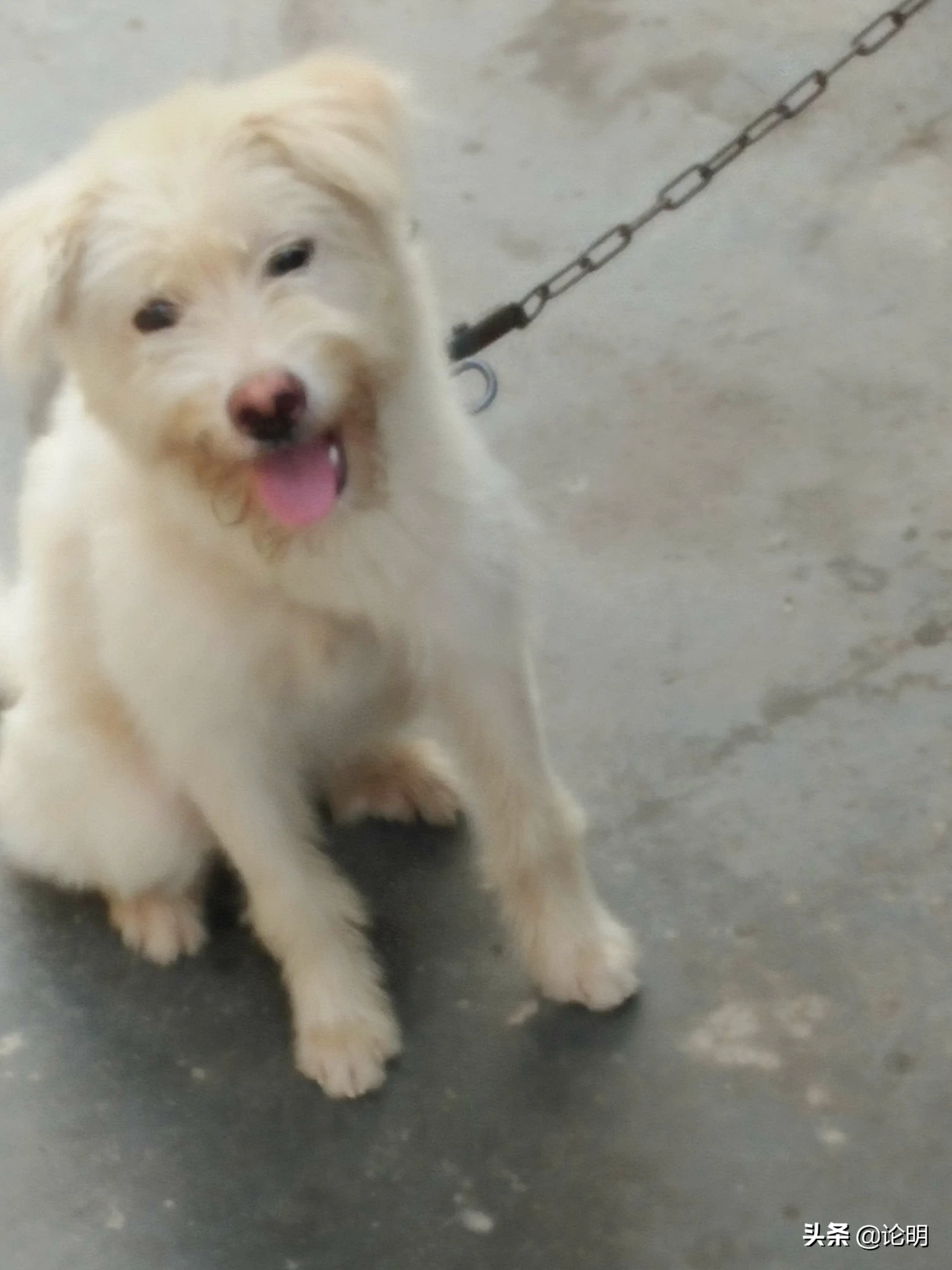 你手机里面最可爱的宠物图片是哪张？