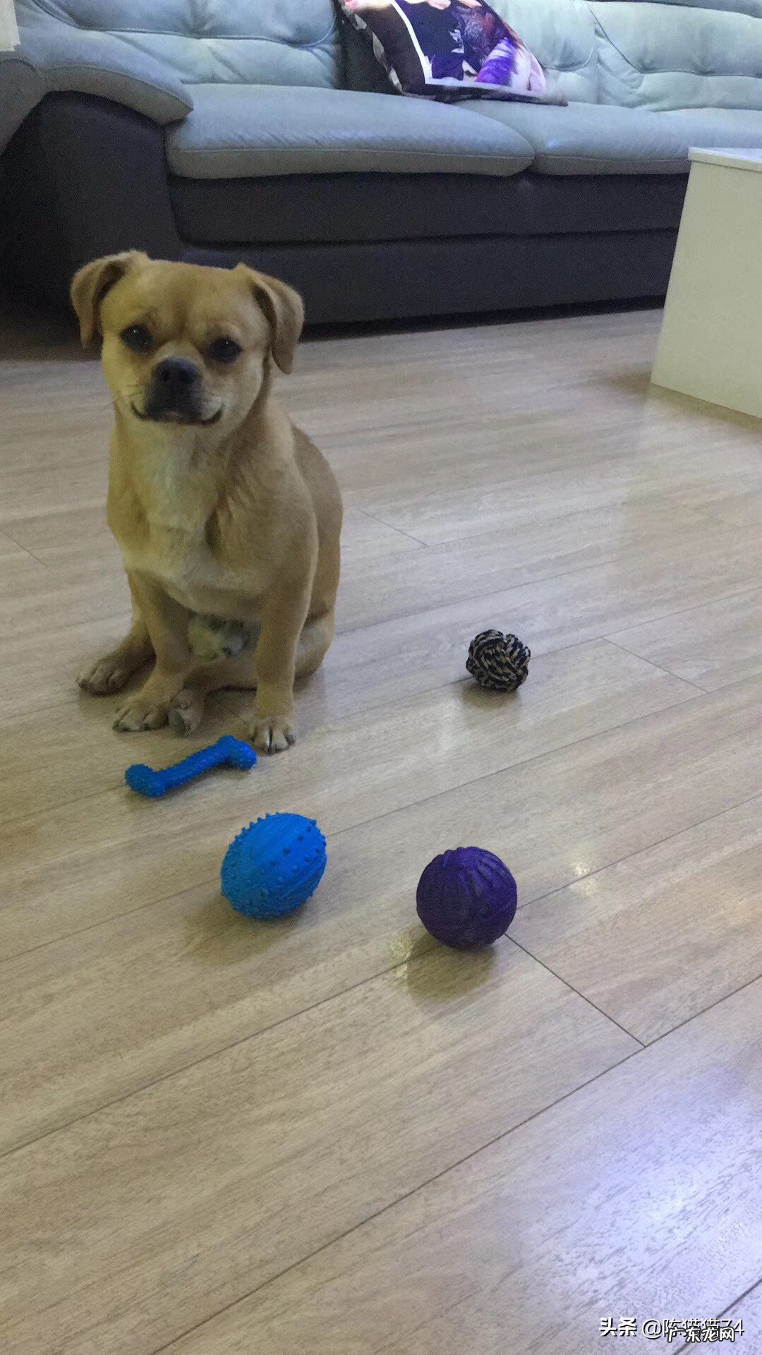 你手机里面最可爱的宠物图片是哪张？