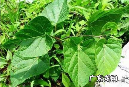 云南山上有的药材有哪些 云南名贵药材排名