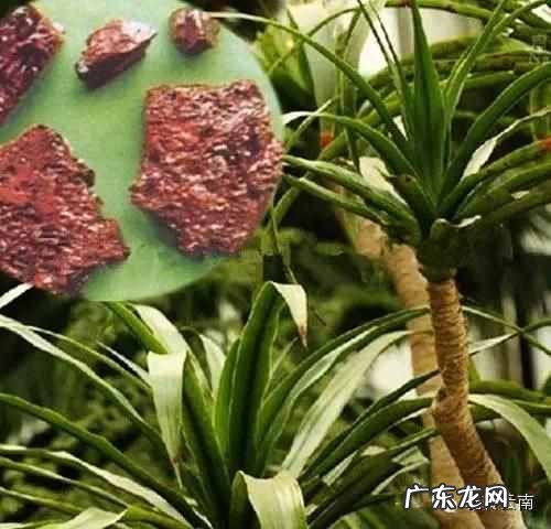 云南山上有的药材有哪些 云南名贵药材排名