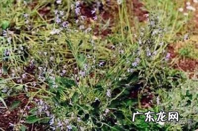 云南山上有的药材有哪些 云南名贵药材排名