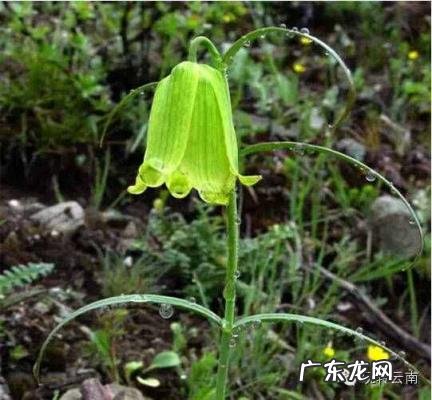 云南山上有的药材有哪些 云南名贵药材排名