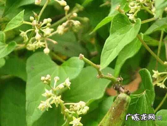 云南山上有的药材有哪些 云南名贵药材排名