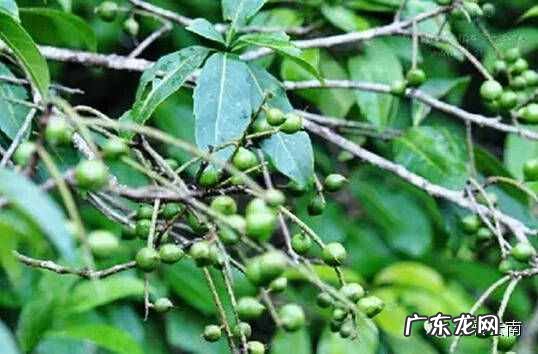 云南山上有的药材有哪些 云南名贵药材排名