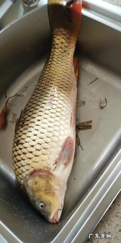 鲤鱼的家常做法炖汤,鲤鱼的家常做法炖鱼块