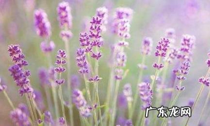 95年属猪的最佳婚配表 95年属猪男最佳婚配属相