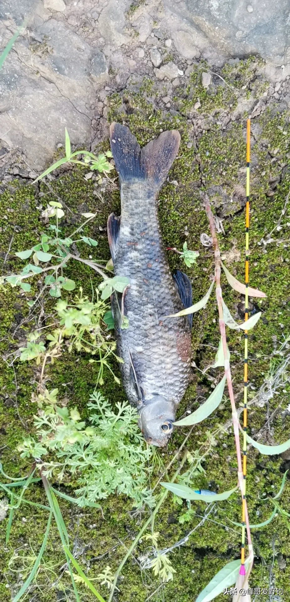 你小时候是怎么钓鱼的?