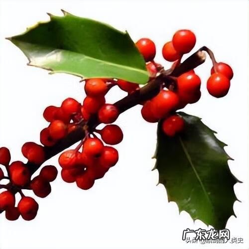 毛冬青的功效与作用及禁忌 毛冬青有什么作用