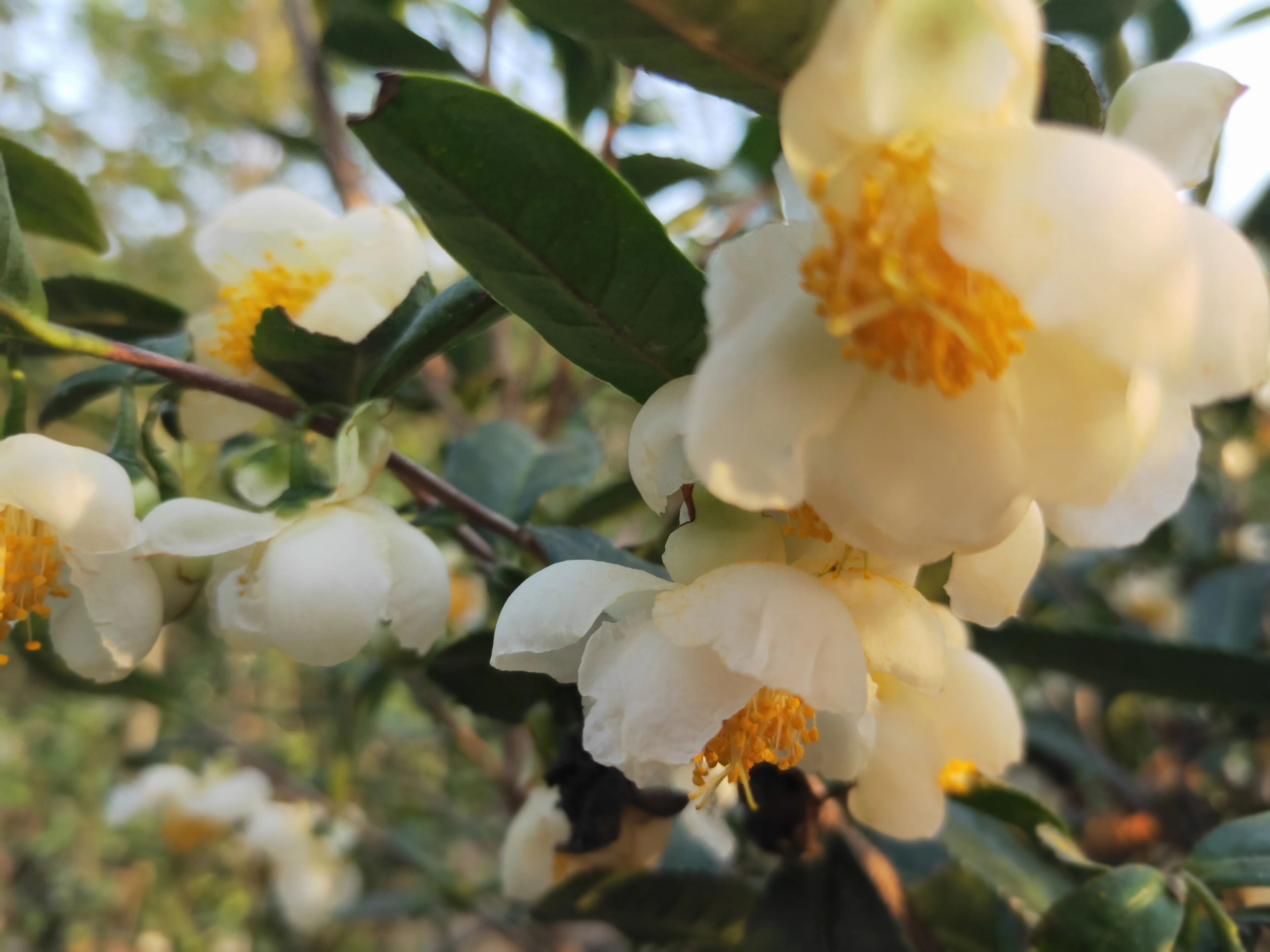 为什么有的女人长的不很漂亮却有十足的女人味?