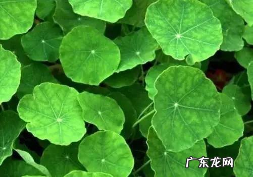 马蹄草什么功效 马蹄草的功能马蹄草的功效与作用