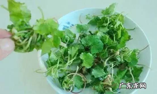 马蹄草什么功效 马蹄草的功能马蹄草的功效与作用