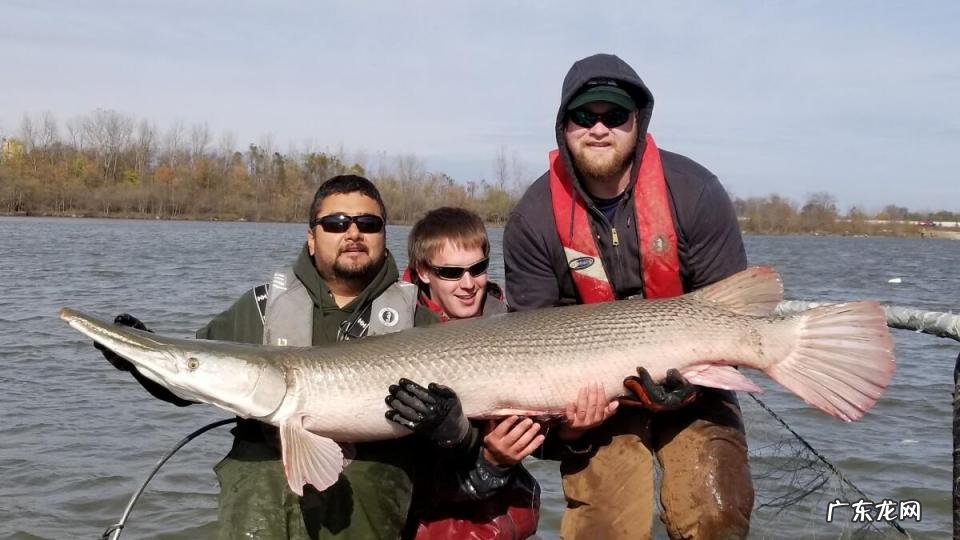 鳄雀鳝有多可怕的图片，鳄雀鳝吃什么东西