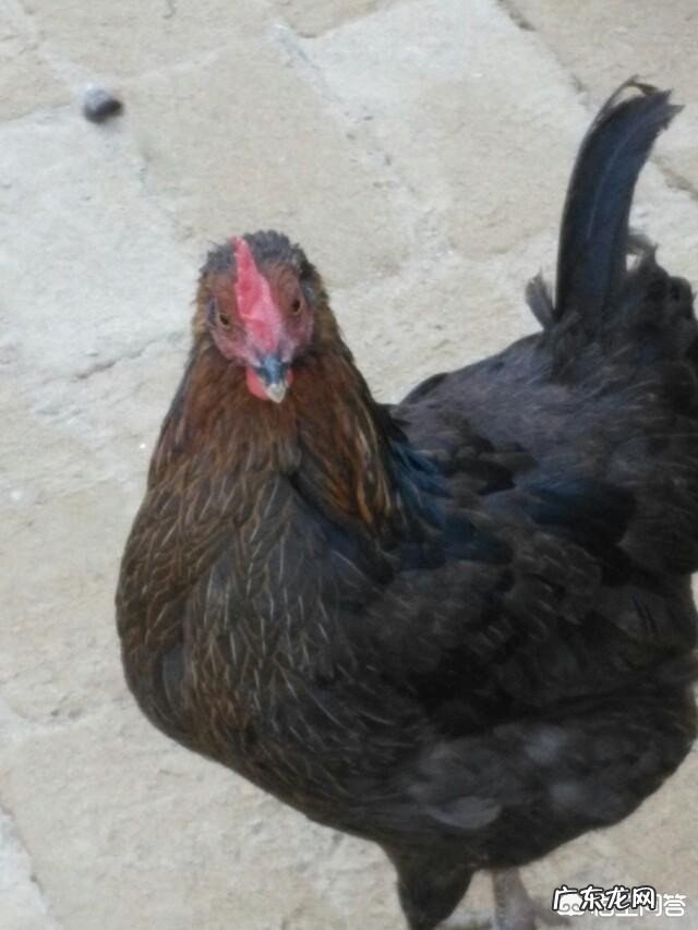 为什么现在农村人不像过去家家养鸡下蛋,而是和城里人一样买鸡蛋吃?