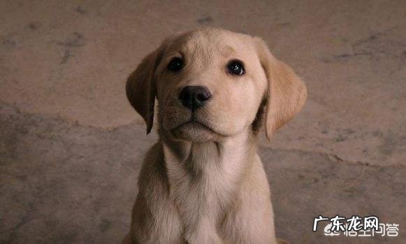 你们看过哪几部关于狗的电影？