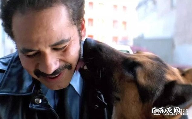 你们看过哪几部关于狗的电影？