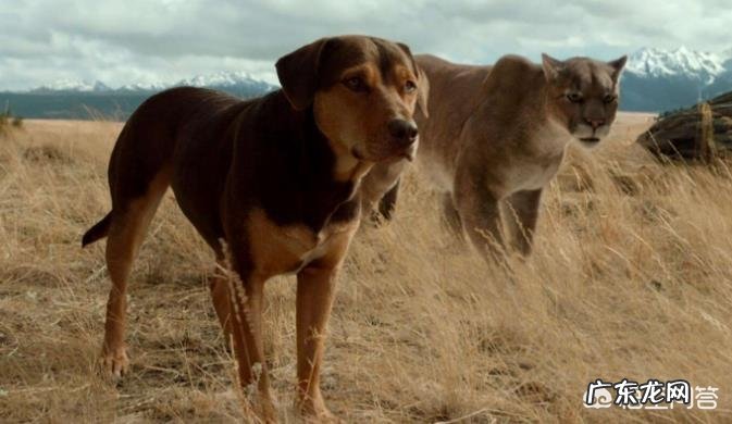 你们看过哪几部关于狗的电影?