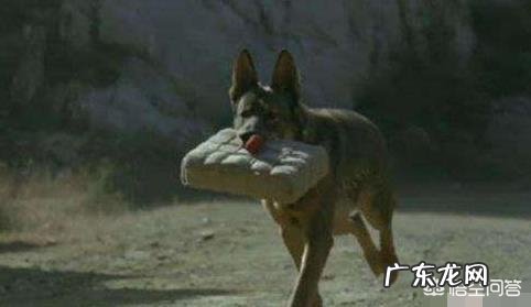 你们看过哪几部关于狗的电影?