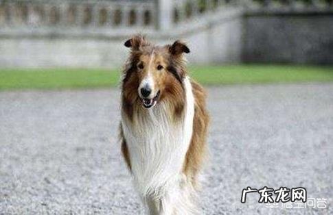 你们看过哪几部关于狗的电影？