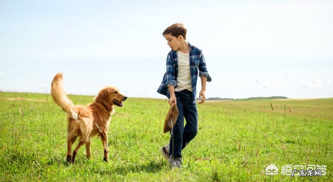 你们看过哪几部关于狗的电影？