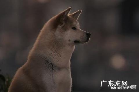 你们看过哪几部关于狗的电影?