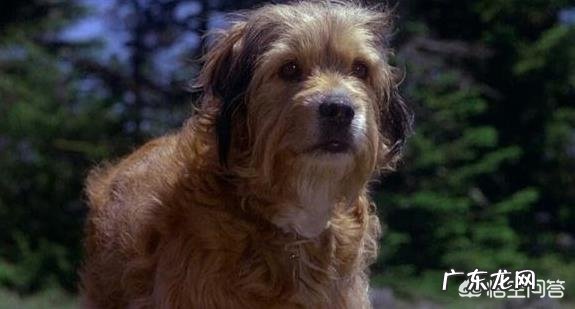 你们看过哪几部关于狗的电影?