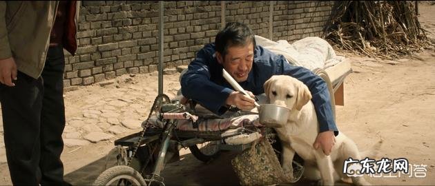 你们看过哪几部关于狗的电影？