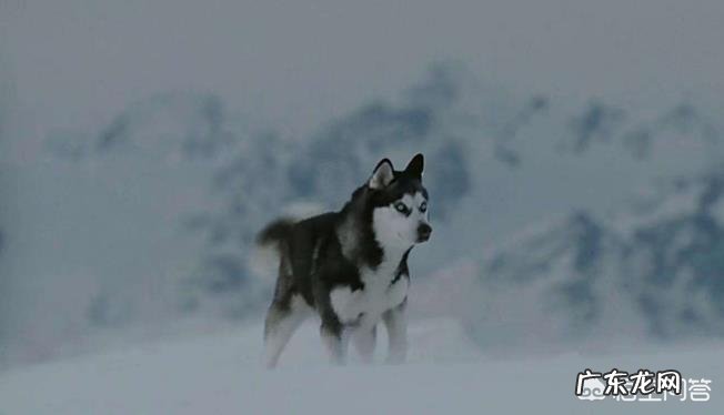 你们看过哪几部关于狗的电影？