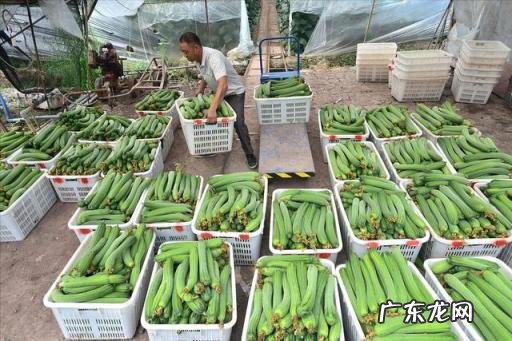 炒丝瓜的家常做法需要焯水吗,素炒丝瓜家常做法