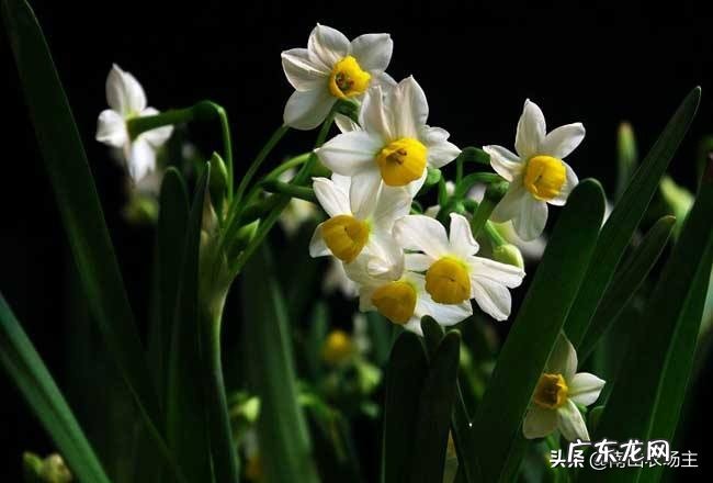 什么时候适合养水仙？