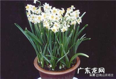 什么时候适合养水仙？