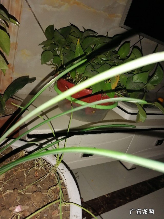 什么时候适合养水仙?