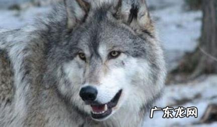 狼最致命的弱点 狼最致命的弱点是哪一章